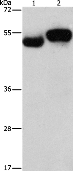 AMZ1 Antibody in Western Blot (WB)