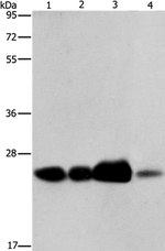 ARFRP1 Antibody in Western Blot (WB)