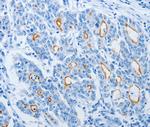 NEK10 Antibody in Immunohistochemistry (Paraffin) (IHC (P))