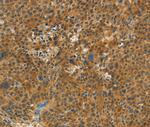 C15orf2 Antibody in Immunohistochemistry (Paraffin) (IHC (P))