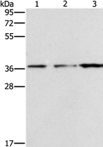 NDNL2 Antibody in Western Blot (WB)