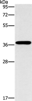 MOSC1 Antibody in Western Blot (WB)