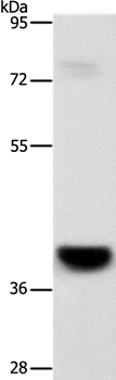 GPR182 Antibody in Western Blot (WB)