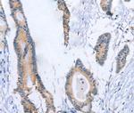 FAM44B Antibody in Immunohistochemistry (Paraffin) (IHC (P))
