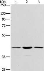 IBSP Antibody in Western Blot (WB)