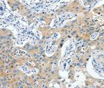 CNTNAP3 Polyclonal Antibody