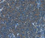 CNTNAP3 Antibody in Immunohistochemistry (Paraffin) (IHC (P))