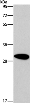 DDAH2 Antibody in Western Blot (WB)