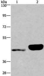 ENPP4 Antibody in Western Blot (WB)