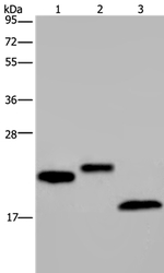 SPINLW1 Antibody in Western Blot (WB)