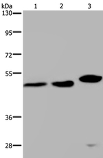 EAP2 Antibody in Western Blot (WB)