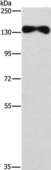 EVC2 Polyclonal Antibody