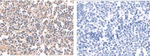 HCAR2 Antibody in Immunohistochemistry (Paraffin) (IHC (P))