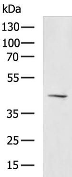 HCAR2 Antibody in Western Blot (WB)