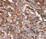 GREB1 Polyclonal Antibody