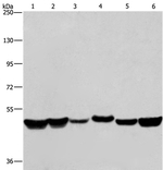 hnRNP H1 Antibody in Western Blot (WB)
