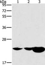 HRASLS2 Antibody in Western Blot (WB)