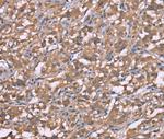 HRH3 Polyclonal Antibody