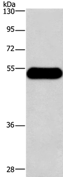 HRH3 Antibody in Western Blot (WB)
