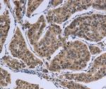 Importin 8 Antibody in Immunohistochemistry (Paraffin) (IHC (P))