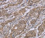Importin 8 Antibody in Immunohistochemistry (Paraffin) (IHC (P))