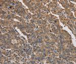 KCNG1 Antibody in Immunohistochemistry (Paraffin) (IHC (P))