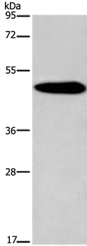 KCNG2 Antibody in Western Blot (WB)