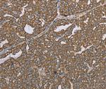 Lass4 Polyclonal Antibody