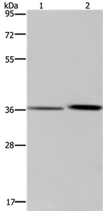 MAGEF1 Antibody in Western Blot (WB)