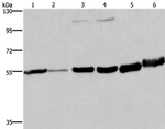 MCHR1 Antibody in Western Blot (WB)