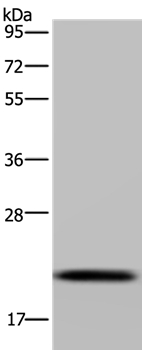 NDUFAF4 Antibody in Western Blot (WB)
