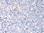Npr2 Polyclonal Antibody