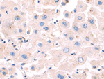 Npr2 Antibody in Immunohistochemistry (Paraffin) (IHC (P))