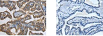 SLC22A12 Antibody in Immunohistochemistry (Paraffin) (IHC (P))