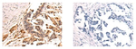 PARP8 Polyclonal Antibody