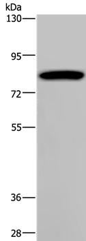 PCDHAC1 Antibody in Western Blot (WB)