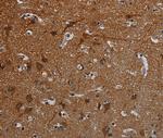 PCDHB15 Antibody in Immunohistochemistry (Paraffin) (IHC (P))