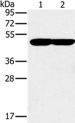 PPOX Antibody in Western Blot (WB)