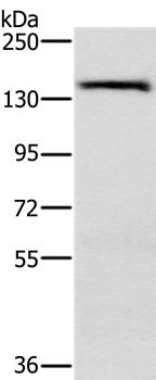 PPP2R3A Antibody in Western Blot (WB)
