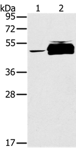 PTPN20A Antibody in Western Blot (WB)