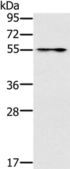 PUS10 Antibody in Western Blot (WB)