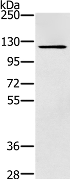 ZMIZ1 Antibody in Western Blot (WB)