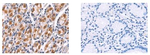 Kir4.2 (KCNJ15) Antibody in Immunohistochemistry (Paraffin) (IHC (P))