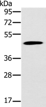 Kir4.2 (KCNJ15) Antibody in Western Blot (WB)