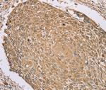 RNF148 Antibody in Immunohistochemistry (Paraffin) (IHC (P))