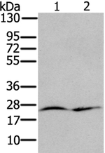 RRAS Antibody in Western Blot (WB)