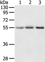 CWC27 Antibody in Western Blot (WB)