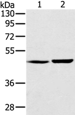 SEC14L2 Antibody in Western Blot (WB)