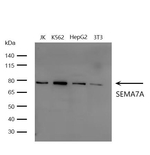 SEMA7A Antibody in Western Blot (WB)