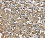 SERPINA11 Antibody in Immunohistochemistry (Paraffin) (IHC (P))